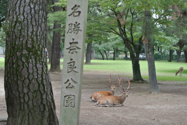 奈良公園の鹿 | 2013/06 奈良フォーラム | 一般社団法人コンクリートメンテナンス協会