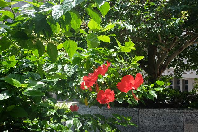 2016/06 沖縄フォーラム | 一般社団法人コンクリートメンテナンス協会